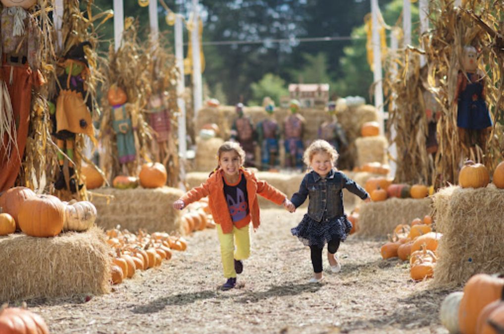 kids holding hands and running through a pumpkin patch